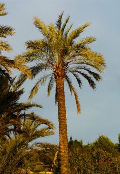 Arap Hurması
