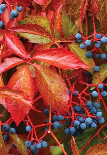 Amerikan Sarmaşığı