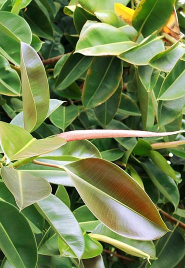 Sokak Benjamini
