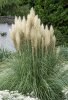 Saz Püskülü - Pampas Otu